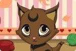 Dulce gatito Dulce gatito