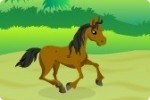 Pony Jockey Pony Jockey